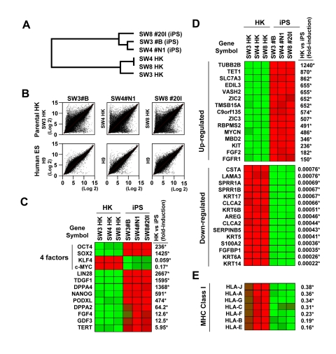 Variations in gene expression profile upon induced pluripotency