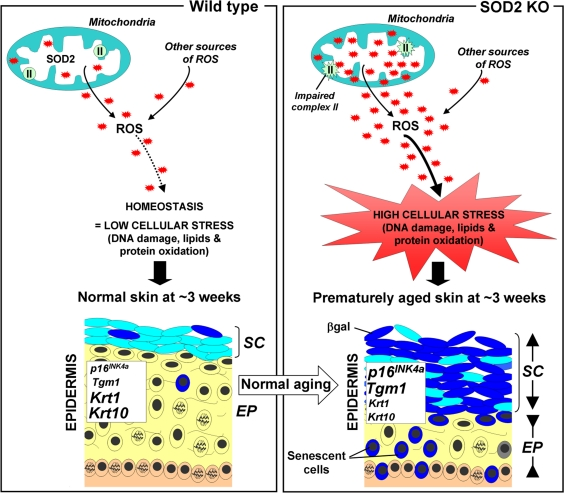 Scheme illustrating the putative role of SOD2 in skin aging
