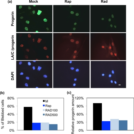 The nuclear morphology and progerin levels of rapamycin and RAD001 treated HGPS cells