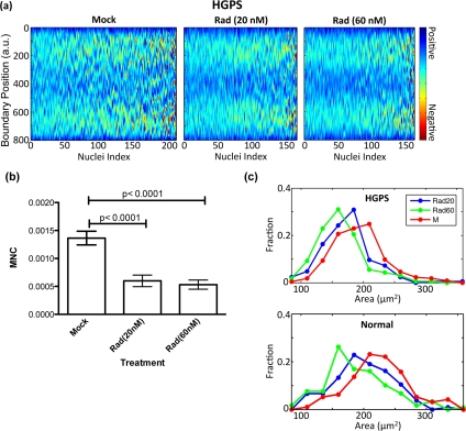 RAD001 induces a gradual change in nuclear morphology in a dosage dependant manner