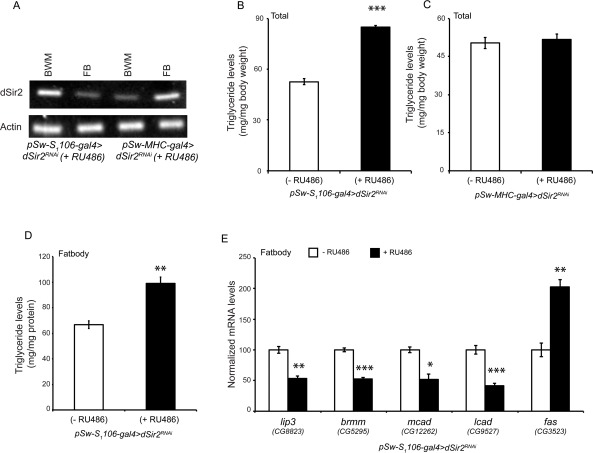 dSir2 in the fatbody, but not in the muscles regulates fat metabolism