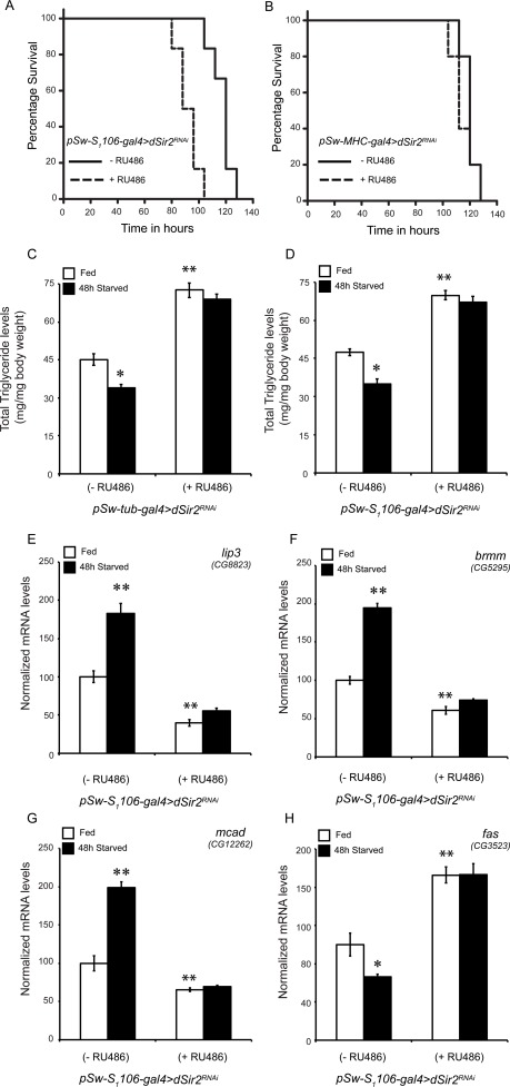 Fatbody dSir2, but not muscle specific dSir2 regulates starvation survival and regulates fat mobilization