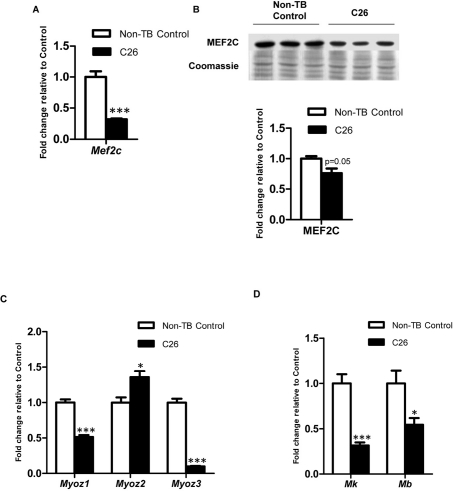 Expression of MEF2C and gene targets governing muscle structural integrity and energy homeostasis