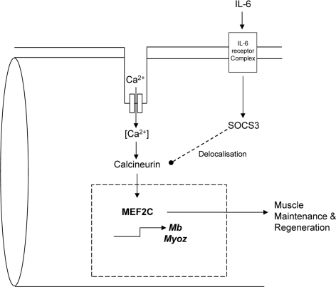 A proposed model of IL-6 dependent loss of sarcomeric integrity a nd function involving MEF2C
