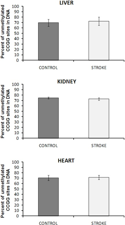 DNA methylation in liver, heart and kidney tissues of control and stroked rats