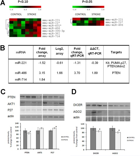 Altered expression of miRNAs, microRNA target proteins and microRNAome machinery in the kidney tissue of control and stroked rats