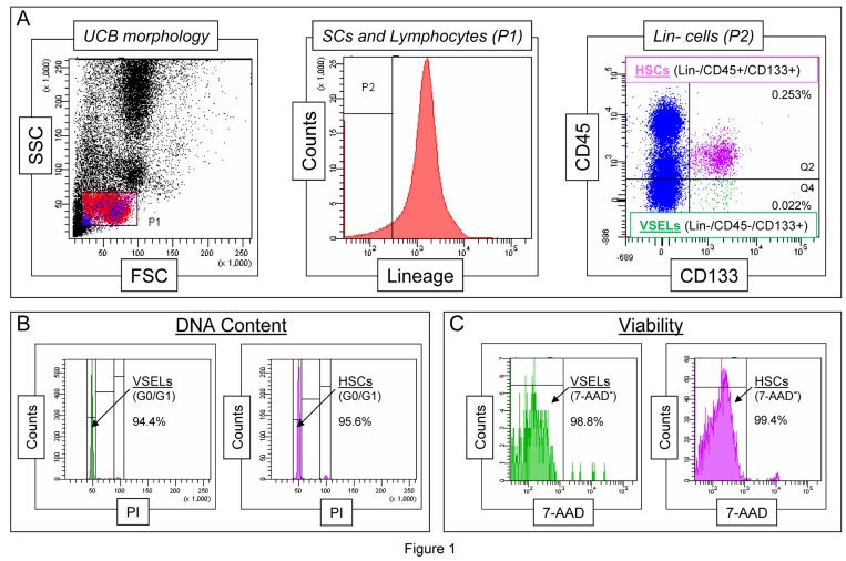 Morphological characteristics of UCB-derived VSELs by flow cytometric assays