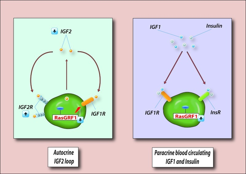 VSELs deposited in adult tissues are protected from excessive insulin/insulin-like growth factor signaling (IIS)