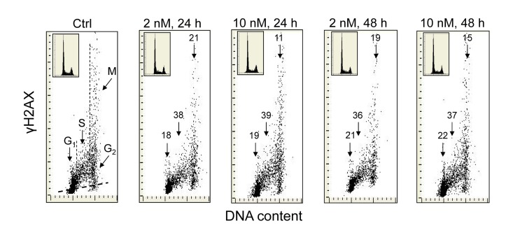 Effect of the treatment of A549 cells with 1,25-VD on the level of expression of γH2AX with respect to the cell cycle phase