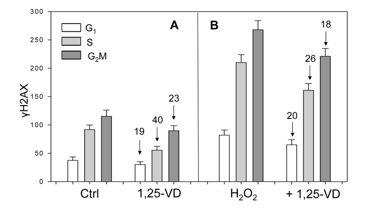 Effect of treatment of mitogenically stimulated proliferating human lymphocytes untreated or treated with H2O2 and 1,25-VD on the level of expression of γH2AX