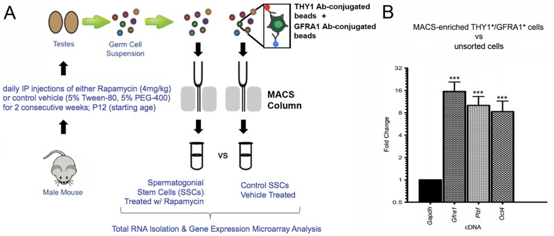 Magnetic-activated cell sorting (MACS) significantly enriches for SSCs isolated from rapamycin- or control-treated mice