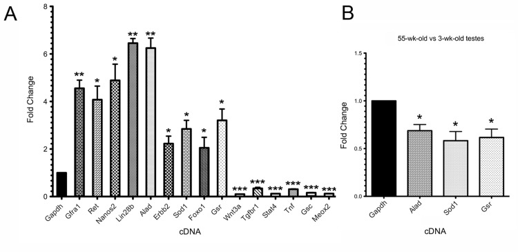 Microarray validation and determination that genes encoding antioxidants are downregulated in aging SSCs