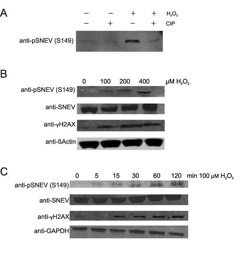 Phosphorylation of SNEV at serine 149 is induced by oxidative stress in a time- and dose dependent manner