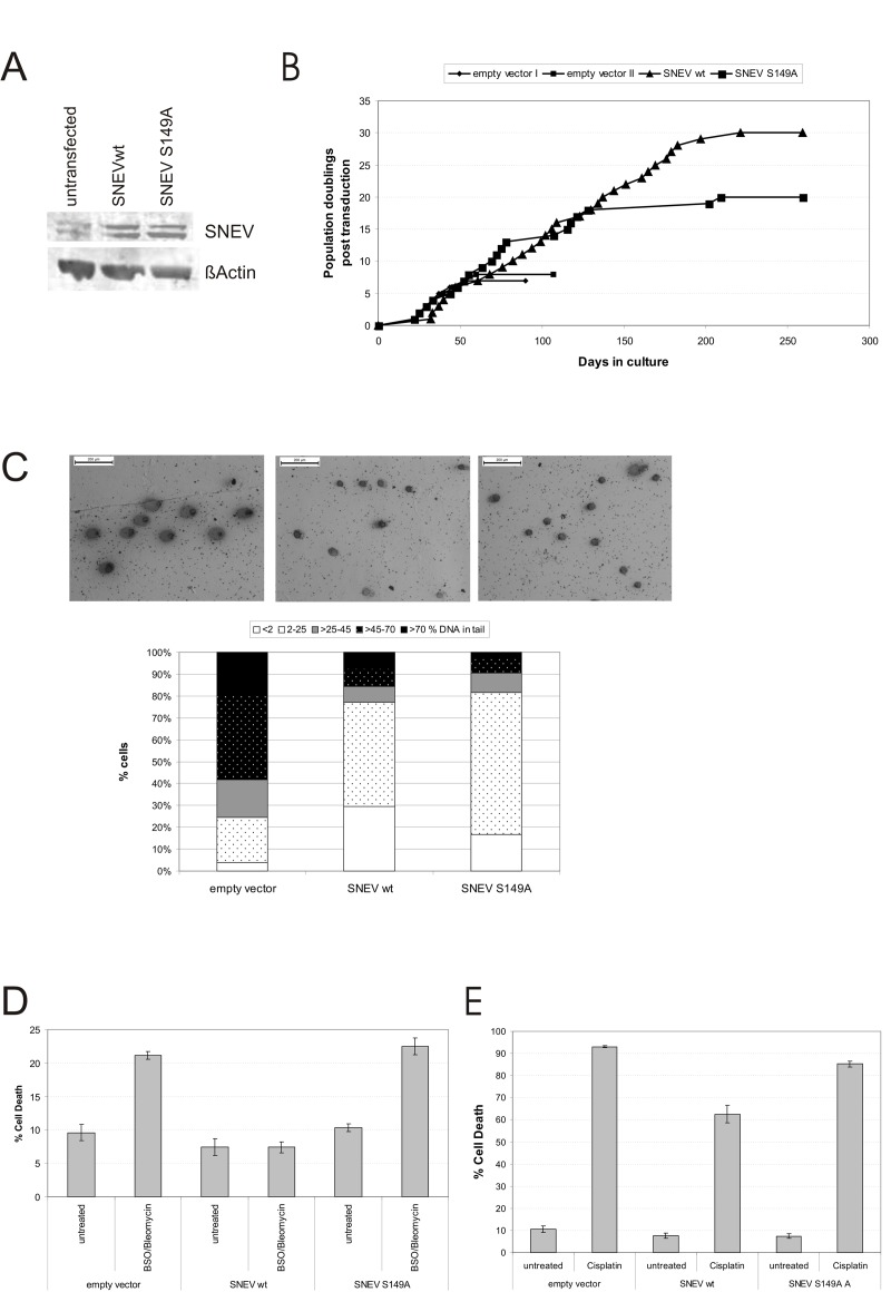 Phosphorylation at S149 is necessary for apoptosis resistance and partially for life span extension conferred by SNEV