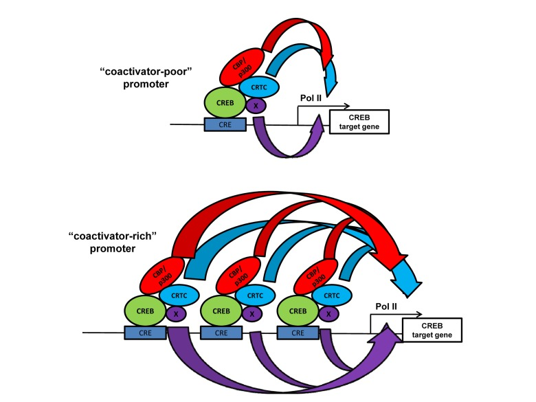 The “coactivator-poor and coactivator-rich” model showing that increased recruitment of distinct classes of coactivators (HATs CBP/p300, and non-HATs CRTC) at promoters with more bound transcription factor (CREB bound to cAMP response elements) may increase transcriptional resilience at certain endogenous target genes. Broadness of the curved arrows indicates the amount of different types (colored) of transactivating “biochemical flux” that stimulate transcription. In certain endogenous promoter contexts the increased flux though one mechanism (e.g. CRTC) may overcome the lack of a different mechanism (e.g. CBP/p300) [41]. Other types of coactivators (“x”) that might be present and participate in gene activation are shown.