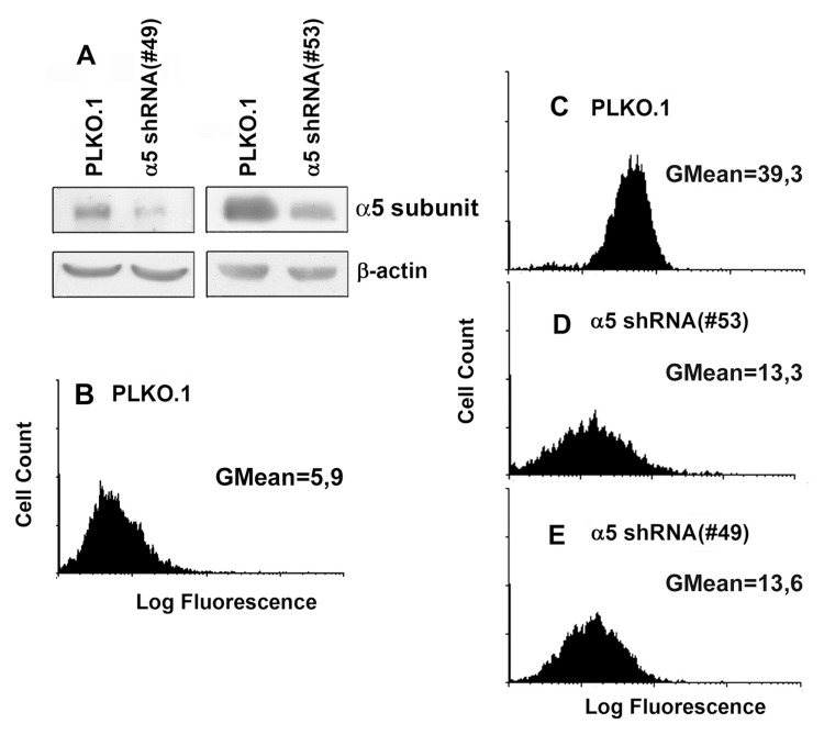 Efficient shRNA-mediated inhibition of a5 in A431 cells