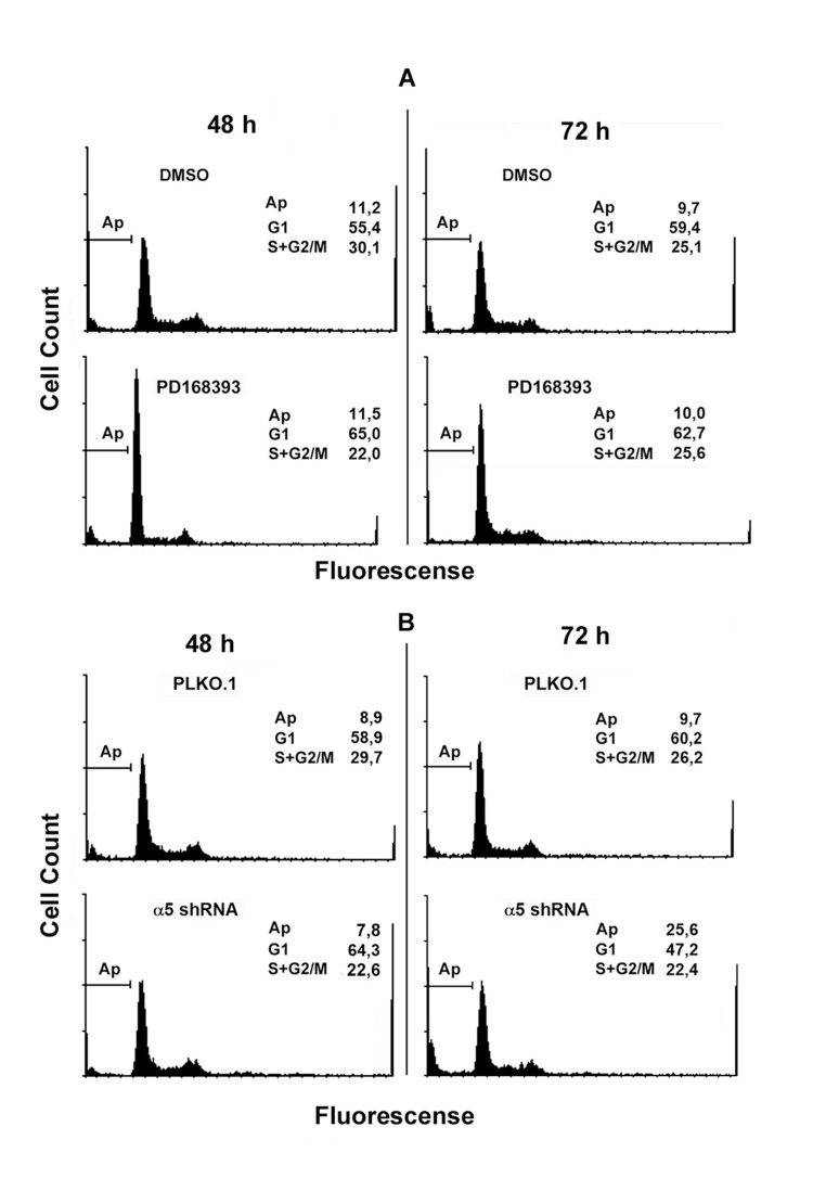 Integrin α5 knock-down and inhibition of EGFR exert different yet overlapping effects on cell cycle distribution of A431 cells