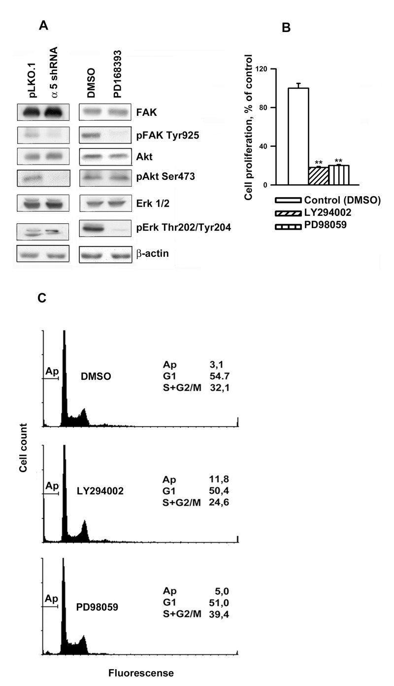 Integrin α5β1 and EGFR share common signal pathways in regulating A431 cell proliferation