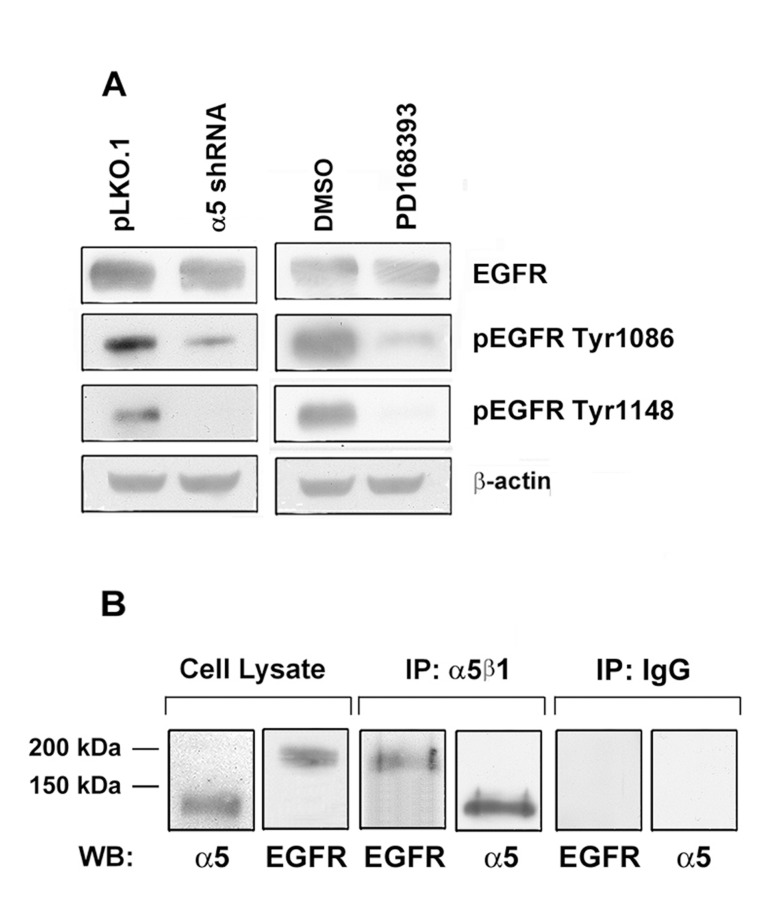 Integrin a5 knock-down strongly reduces the activity of EGFR in A431 cells