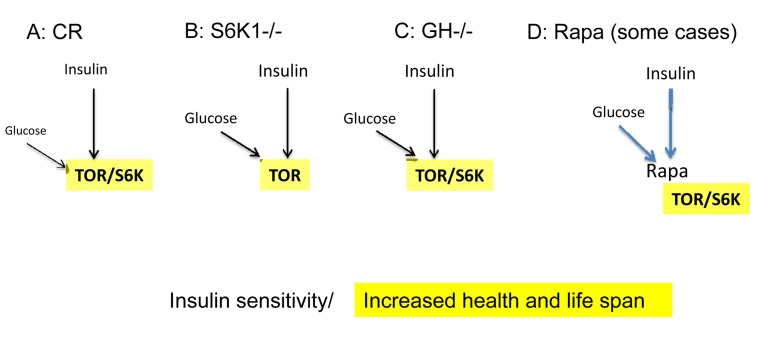 Low mTOR/S6K activity: insulin sensitivity plus longevity