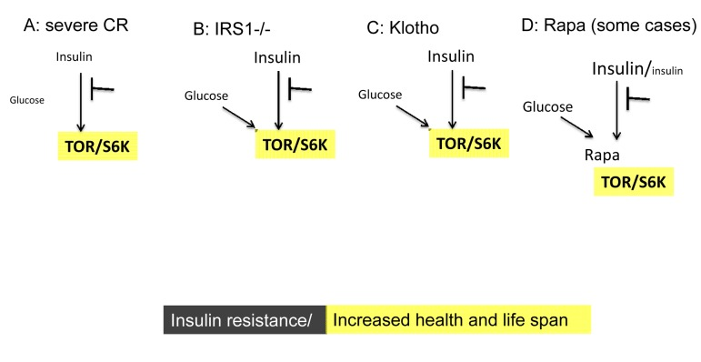 Low TOR/S6K activity: insulin resistance plus longevity (type 0 diabetes)