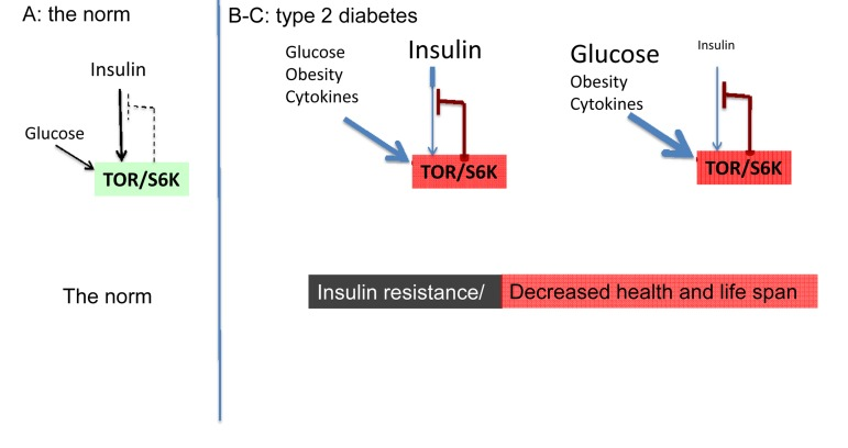 ipamorelin insulin sensitivity Once again on rapamycin-induced insulin resistance and longevity: despite  of or owing to