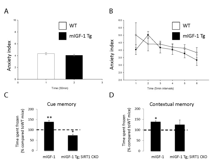 Open field test and fear conditioning test in WT, mIGF-1 Tg and mIGF-1 Tg; SIRT1 CKO mice