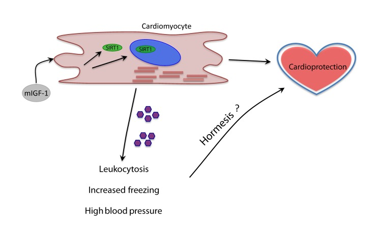 Model of the systemic effects of cardioprotective mIGF-1/SIRT1 pathway