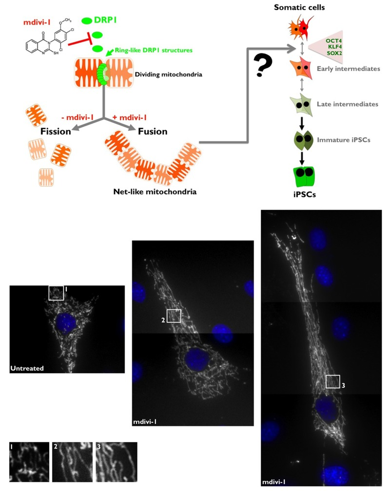 Top. mdivi-1 blocks the machinery of mitochondrial fission