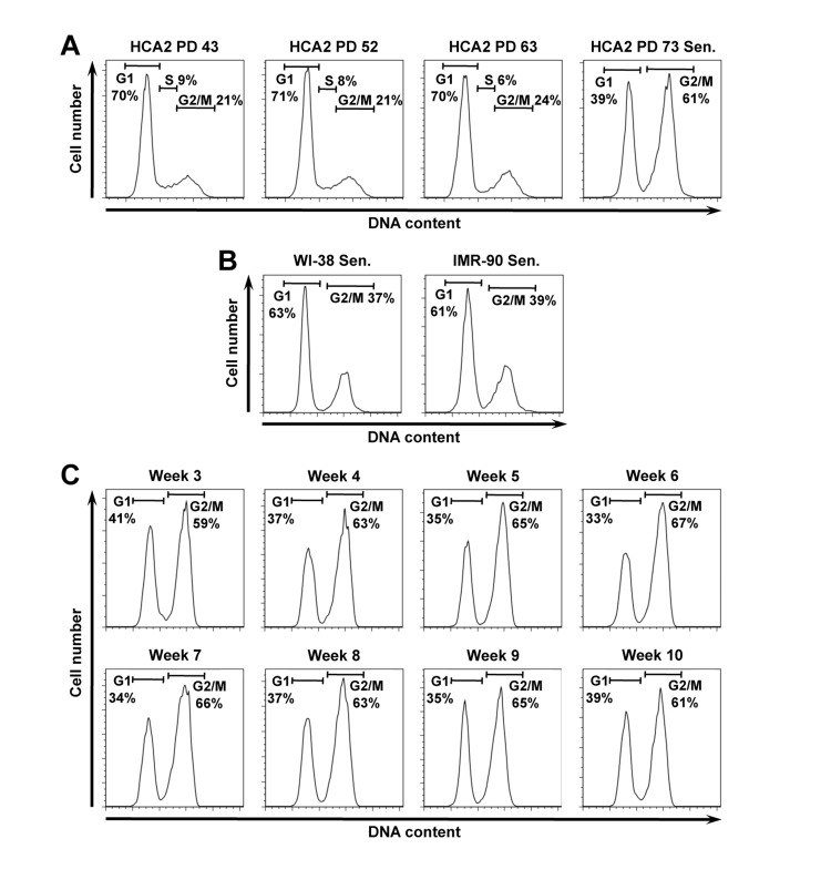 Senescent human fibroblast cultures contain a large fraction of putative G2-arrested cells with 4N DNA content. (A) Propidium iodide (PI) staining and flow cyctometric analysis of HCA2 normal human foreskin fibroblasts. Cells entered senescence at PD73. (B) PI staining of replicatively senescent human lung fibroblasts WI-38, and IMR-90 at PDs 73 and 68 respectively. (C) The fraction of 4N cells in senescent cell population does not diminish with time. Replicatively senescent HCA2 cells were analyzed by PI staining at weekly intervals for 10 weeks stating from the onset of senescence.