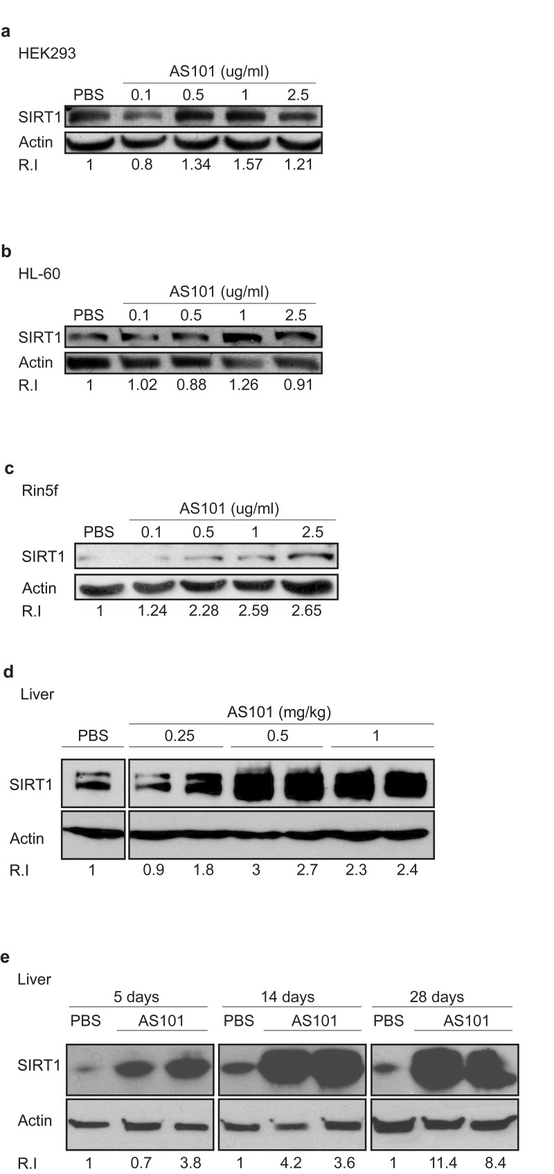 AS101 increases SIRT1 levels in vitro and in vivo