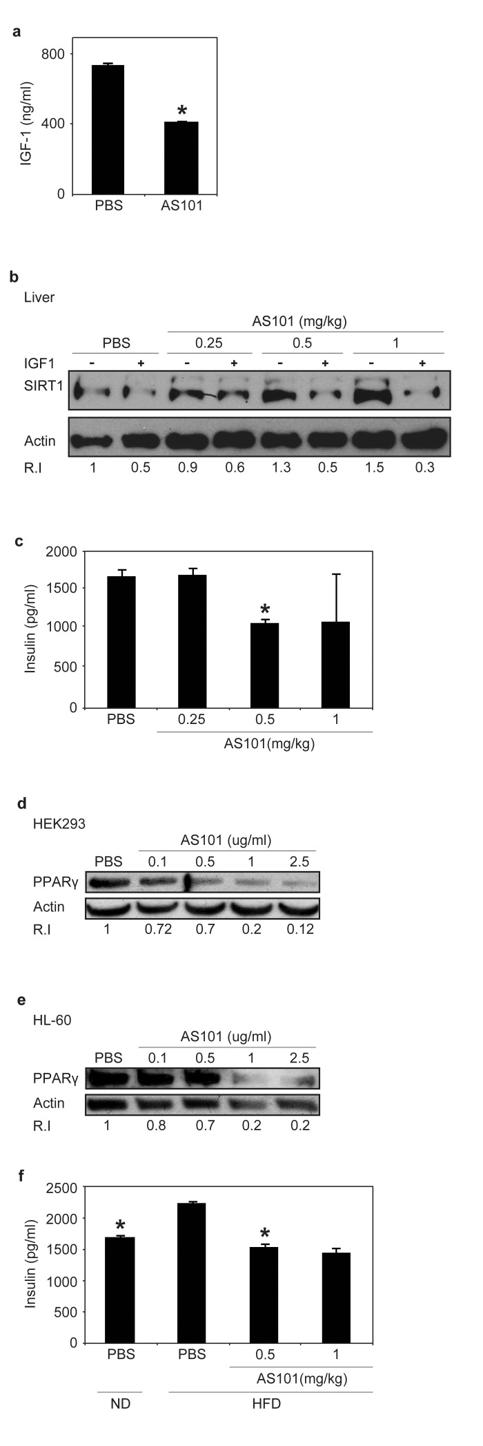 AS101 treatment increases SIRT1 expression through a possible mechanism of serum IGF-1 reduction