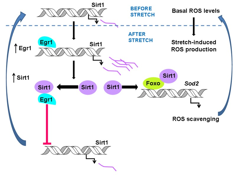 The scheme summarizes the stretch-induced pathway that allows ROS scavenging in response to mechanical stimuli. As previously described, stretch–dependent transcriptional activation of Sirt1 by EGR1 activates the Sod2 gene by stimulating FOXO binding to the Sod2 promoter leading to lowering ROS content to its basal levels [6]. The interaction between EGR1 and SIRT1 prevents EGR1 binding to the Sirt1 promoter triggering an autoregularoty loop that turns down SIRT1 expression from the stretch-induced to basal levels.