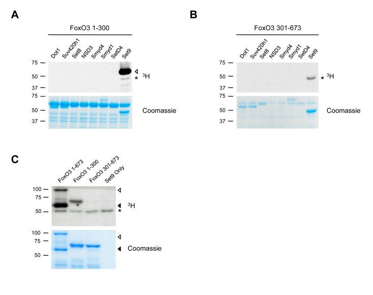 FoxO3 is methylated by Set9 in vitro