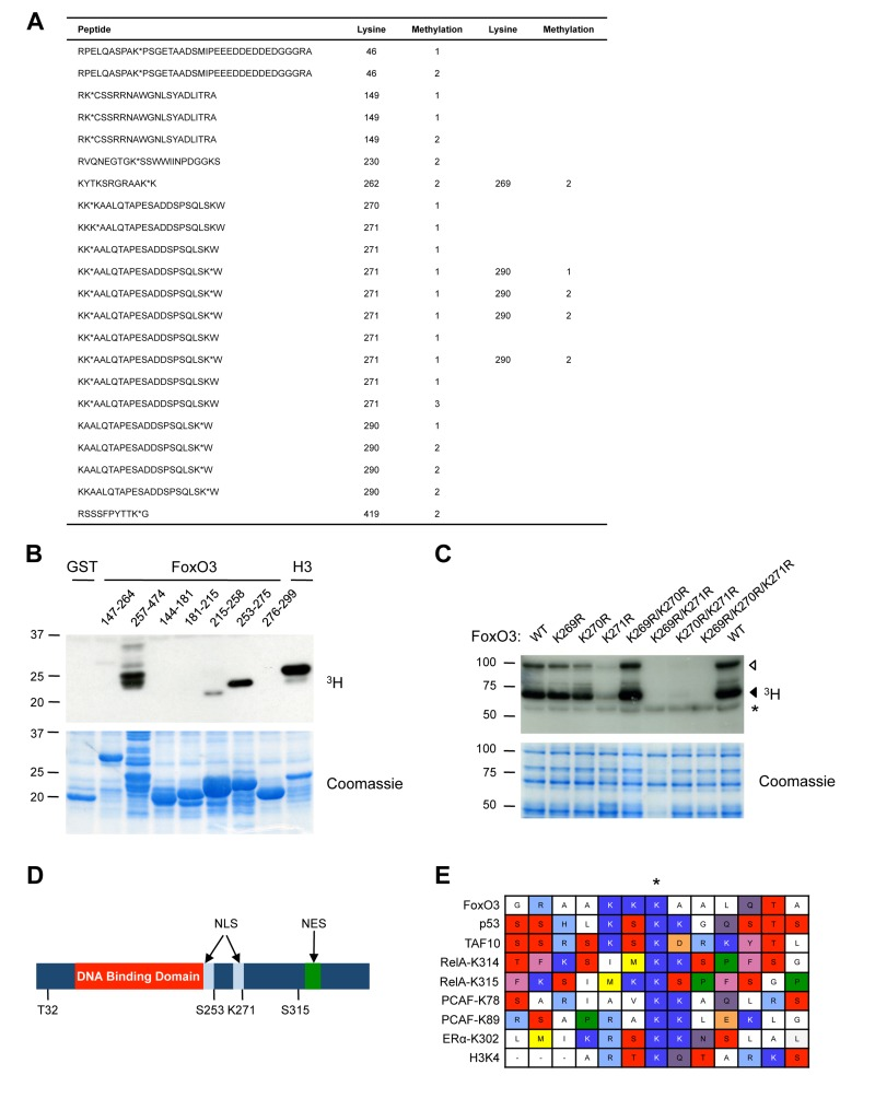 Set9 mono-methylates FoxO3 at K271 in vitro