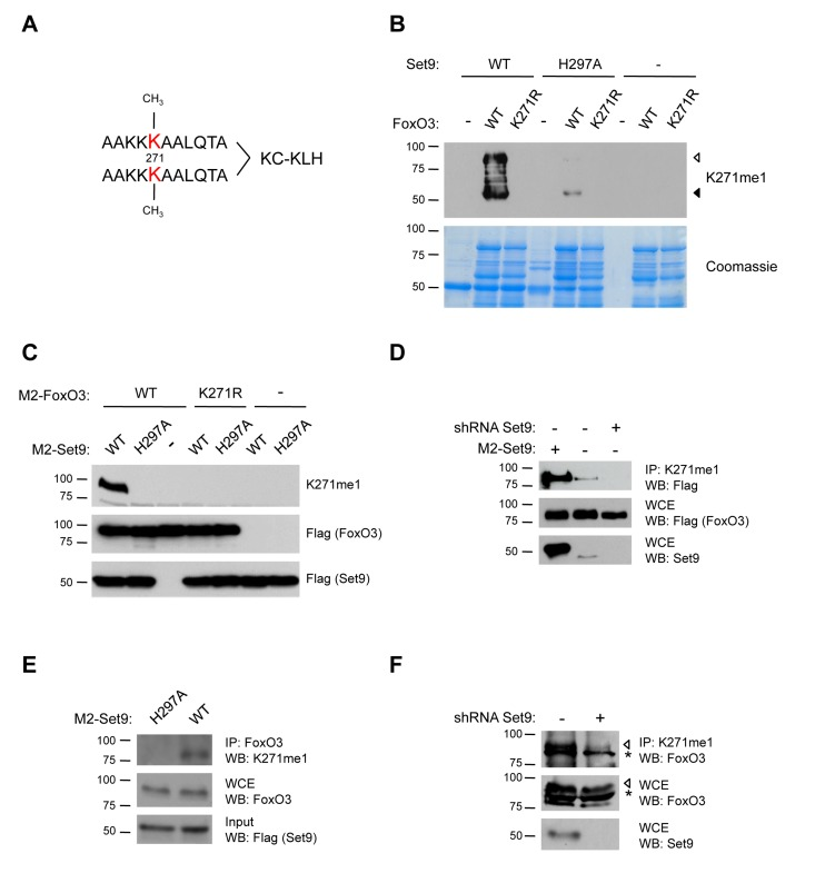 FoxO3 is methylated at K271 in cells