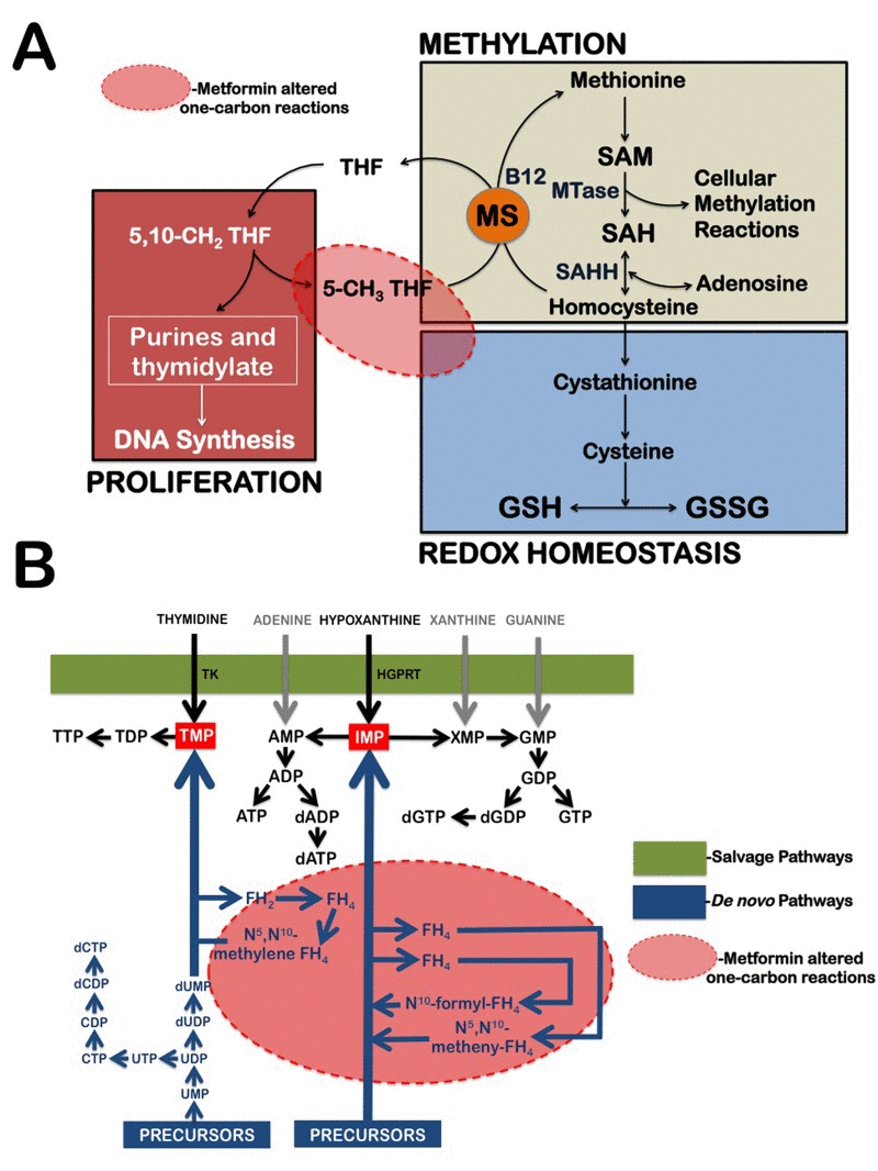 Metformin treatment alters carbon flow through folate-related one-carbon metabolic pathways