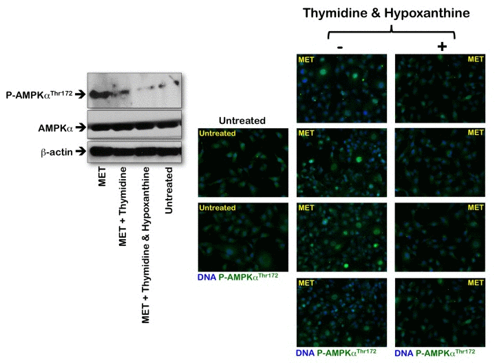 Effects of the folate-independent salvage pathway of nucleotide biosynthesis on metformin-induced activation of AMPK