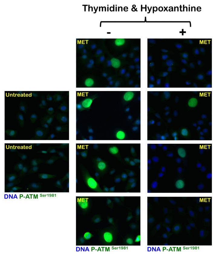 Effects of the folate-independent salvage path-way of nucleotide biosynthesis on metformin-induced activation of ATM