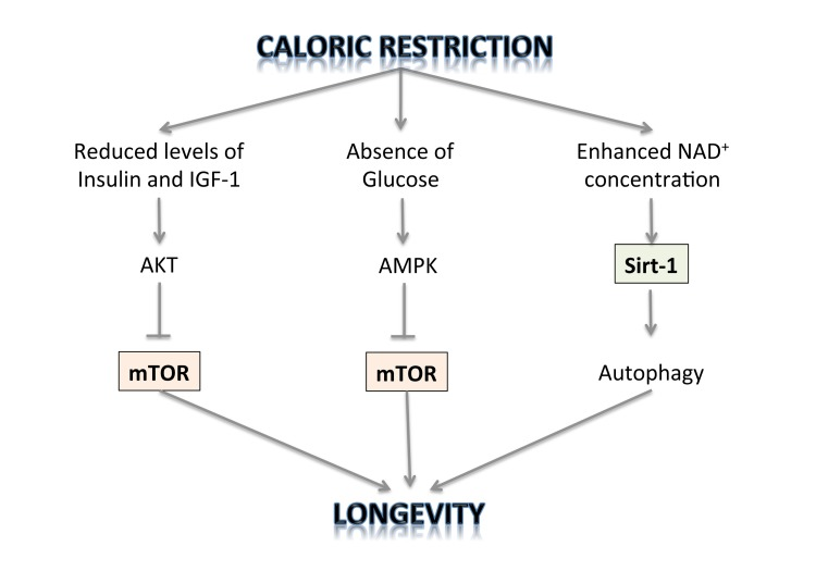 The regulation of longevity by caloric restriction.