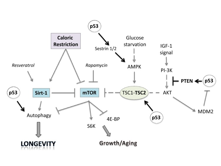 Linking caloric restriction (CR), sirtuins, and mTOR to the p53 pathway. CR and resveratrol activate autophagy through sirtuins, thus extending lifespan. The intracellular mTOR pathway via inputs of PI-3K, AMPK and other sensors integrates nutrient availability and drives cell growth and aging. Rapamycin and resveratrol inhibit the Sirtuin/mTOR network. CR and p53 may also inhibit mTOR activity through upregulation of known negative regulators PTEN, TSC2 and AMPK. The products of two p53 target genes, Sestrin 1 and 2 activate AMPK, which phosphorylates TSC2 and stimulates its GAP activity enabling mTOR inhibition. Glucose starvation inhibits mTOR by promoting TSC1/2 activation.