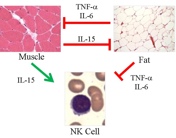 Proposed model of skeletal muscle, adipose tissue, and NK cells in aging