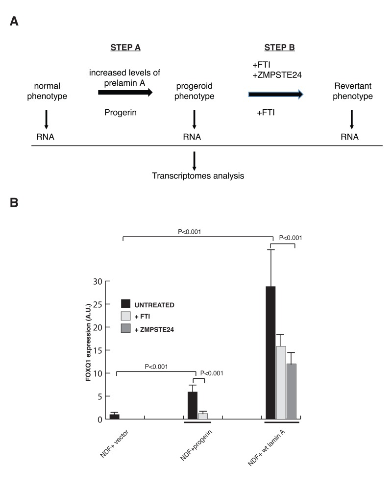 A filtering strategy to identify effectors of lamin A dysfunction