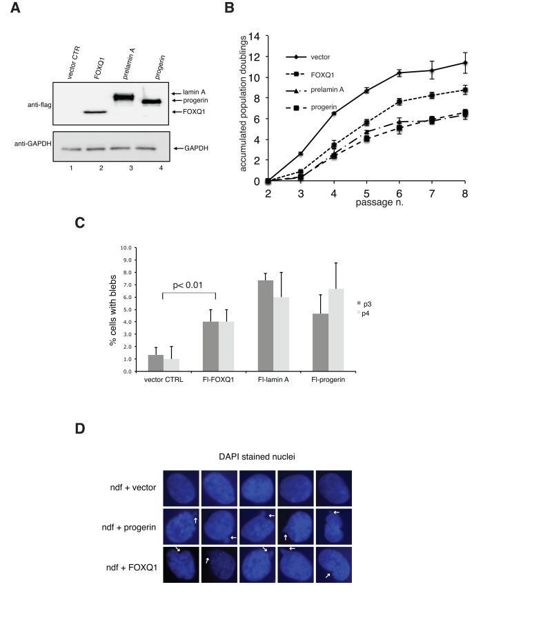 Ectopic expression of FOXQ1 in normal human diploid fibroblasts results in reduced growth rates and altered nuclear membrane morphology, two phenotypes that are observed in cells expressing progerin or elevated levels of prelamin A