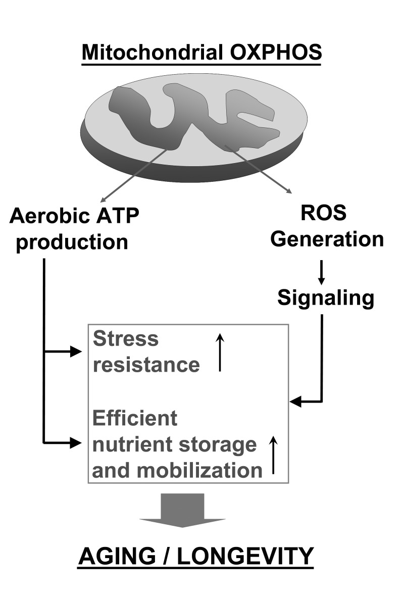 Complementary roles of mitochondrial energy production though respiration and oxidative phosphorylation (OXPHOS) and mitochondrial ROS signaling in promoting cell survival and regulating aging and longevity.
