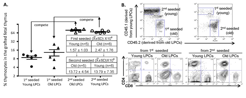 Comparison of competence for thymic T-lymphopoiesis from aged- and young-LPCs’ in competitive repopulation of grafted fetal thymus