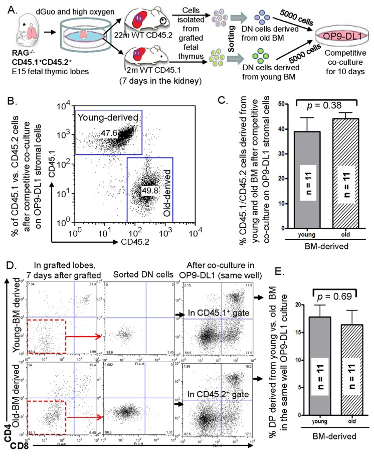 In vitro competition between aged and young LPCs accumulated by grafted fetal thymic lobes in vivo under old or young mouse kidney capsules