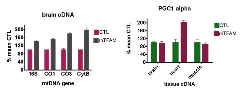 RhTFAM treatment increases transcription of mtDNA and mitobiogenesis genes