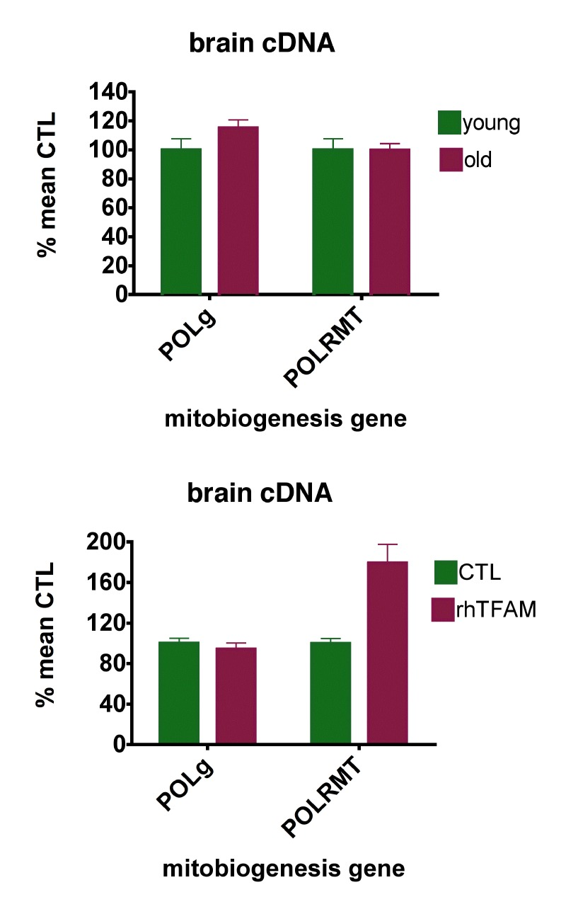 RhTFAM treatment increases expression of brain mitochondrial RNA polymerase (POLRMT)
