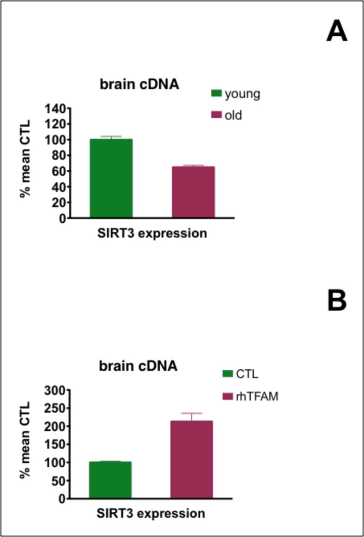 Effects of aging and rhTFAM treatment of aged mice on expression of brain Sirt3